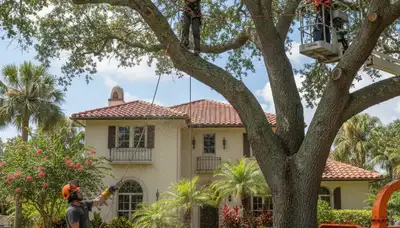 Tree service crew in New Port Richey, FL providing professional tree care and removal services