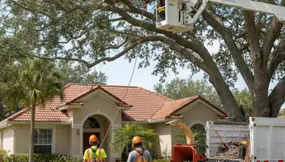 Tree service crew in New Port Richey, FL providing professional tree care and removal services