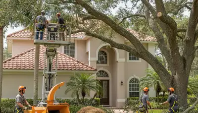 Tree service crew serving New Port Richey, FL with professional tree care and removal services