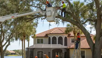 Tree service crew in New Port Richey, FL providing professional tree trimming and removal services