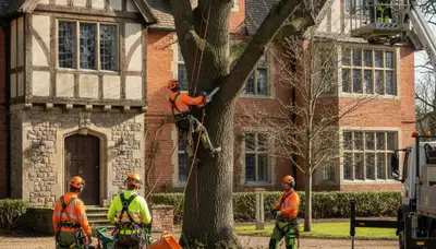 Tree service crew trimming trees in New Port Richey, FL for safe, professional property care