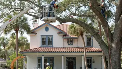 Tree service crew in New Port Richey, FL providing professional tree care and removal services
