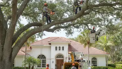 Tree service crew in New Port Richey, FL providing professional tree trimming and removal services