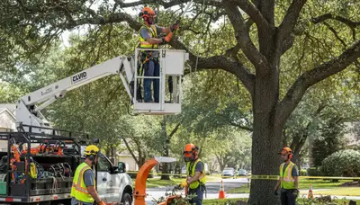 Tree trimming service in New Port Richey, FL by Arbor Tree Care