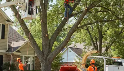 Tree trimming service in New Port Richey, FL by Arbor Tree Care
